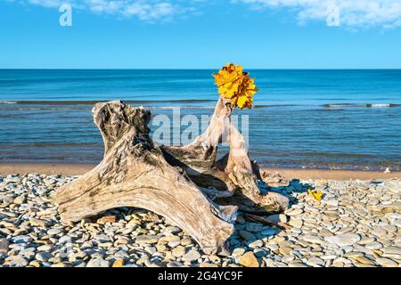 Vieux museau sur une plage de galets de Toila. Automne au parc de Toila-Oru. IDA-Viru, Estonie Banque D'Images