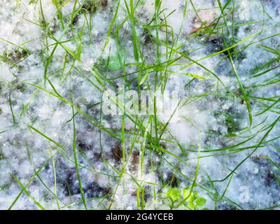 Les tiges vertes de l'herbe sont recouvertes de peluches blanches de peuplier doux comme la neige Banque D'Images