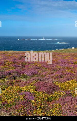 Land's End ; Heath in Flower ; Cornwall ; Royaume-Uni Banque D'Images