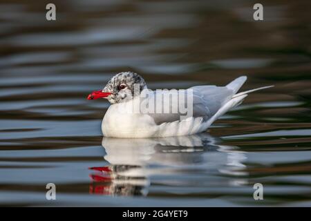 guette méditerranéenne; Larus melanocephalus; sur l'eau Banque D'Images