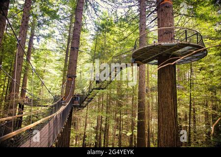 Vue sur les promenades en séquoia, dans la forêt de Redwoods Whakarewarewa. Prise à Rotorua, Nouvelle-Zélande, le 28 novembre 2019. Banque D'Images