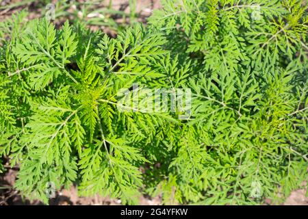 Ambrosia buissons en été. Plante herbacée vivace provoquant une forte réaction allergique, le rhume des foins. Banque D'Images