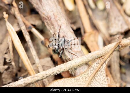 ANT comme araignée terrestre, Cambalida dippenaarae, Satara, Maharashtra, Inde Banque D'Images