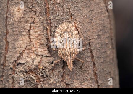 Insecte brun marmoré, Brochymena arborea, Satara, Maharashtra, Inde Banque D'Images