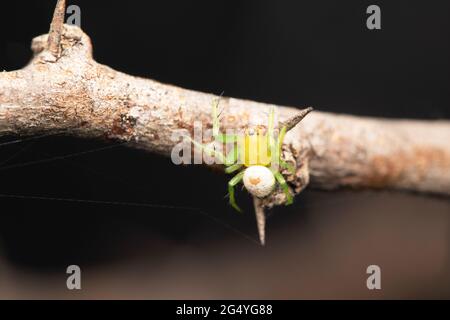 Gros plan de l'Orbe tiserand de rein, Araneus mitificus, Satara, Maharashtra, Inde. Araignée Pringles Banque D'Images