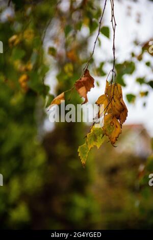 Plan vertical de feuilles sèches brunissageant sur une branche Banque D'Images