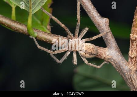 Araignée Huntsman, Olios argelasius, Satara, Maharashtra, Inde Banque D'Images