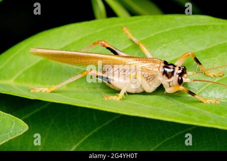 Leaf Cricket, Teleogryllus emma, Satara, Maharashtra, Inde Banque D'Images