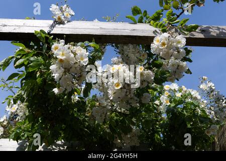 Roses d'été en fleur sur la pergola à Southsea roseraie, juin 2021, Hampshire Angleterre Royaume-Uni Banque D'Images