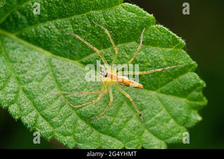 Araignée Tricolore Lynx, Oxyopes bhartae, Satara, Maharashtra, Inde Banque D'Images