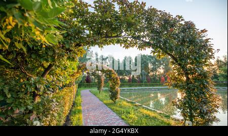 Allée de parc avec un tunnel de plantes. Banque D'Images