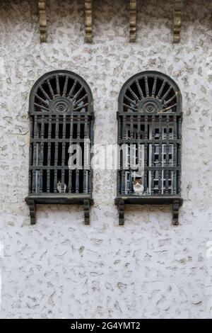 Deux chats qui regardent la fenêtre. Banque D'Images