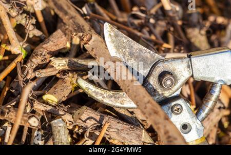 Sécateurs, coupe-branches dans le jardin Banque D'Images
