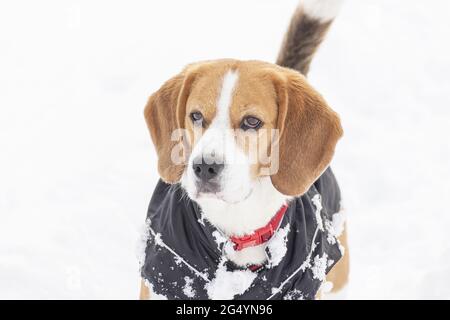 Beagle chien, regardant attentif, pendant une promenade dans la neige. Banque D'Images