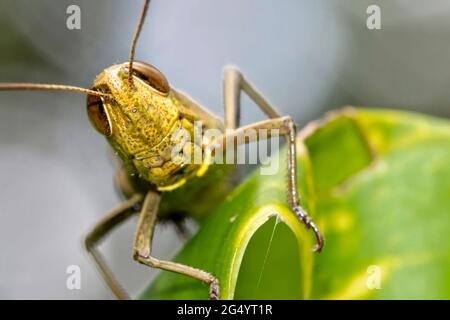 Sauterelle, forêt tropicale, parc national de Marino Ballena, Uvita de Osa, Puntarenas, Costa Rica, Amérique centrale, Amérique Banque D'Images