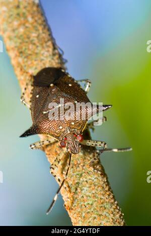 Bug de bouclier, Bug de rouille, Heteroptera, Hemiptera, Forêt tropicale, Costa Rica, Amérique centrale, Amérique Banque D'Images