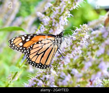 Un sidévier d'un papillon monarque (Danaus plexippus) se nourrissant du nectar d'Anis Hyssop (Agastache foenicule.) Gros plan. Banque D'Images