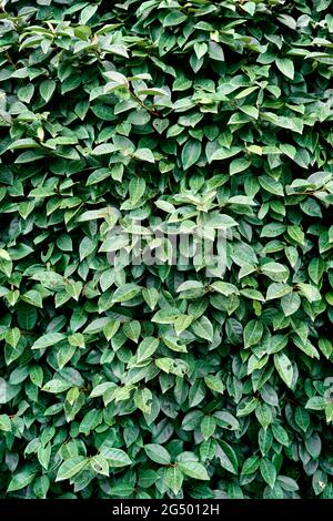 Feuillage vert sur un buisson vert permanent. Gros plan Banque D'Images