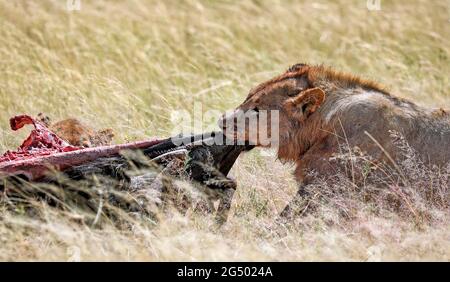 lion après avoir tué une antilope, Parc national d'Etosha, Namibie, (Panthera leo) Banque D'Images