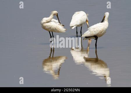 Platalea leucorodia, un spaton eurasien, barboter en eau peu profonde Banque D'Images