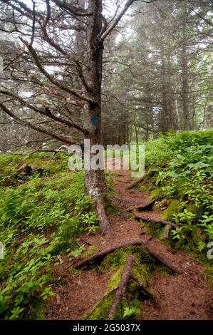 Sentier côtier, Cutler Coast public Land, Bold Coast Trail, Cutler, Maine, États-Unis Banque D'Images