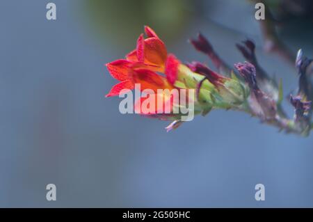 photographie macro de la nature avec détails Banque D'Images