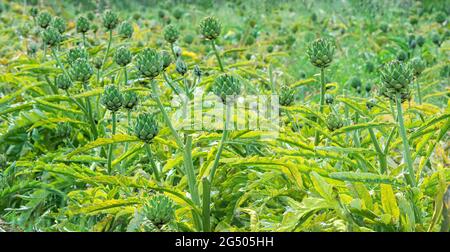 Plantes d'artichaut poussant dans un champ Banque D'Images