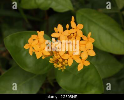 Vue en hauteur d'un bouquet de fleurs Asoka d'orange jaunâtre dans le jardin de la maison Banque D'Images