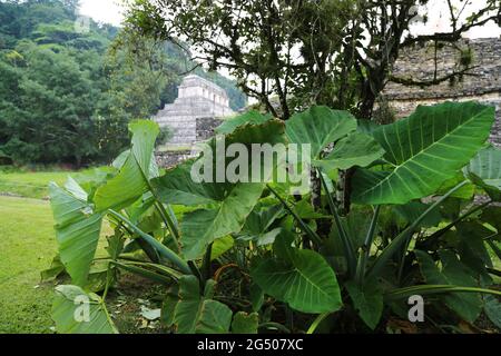 Les grandes feuilles de la forêt dans la ville maya de Palenque, Mexique Banque D'Images