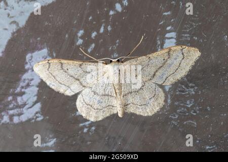 Moth ondulé Riband (idaea versata) Banque D'Images