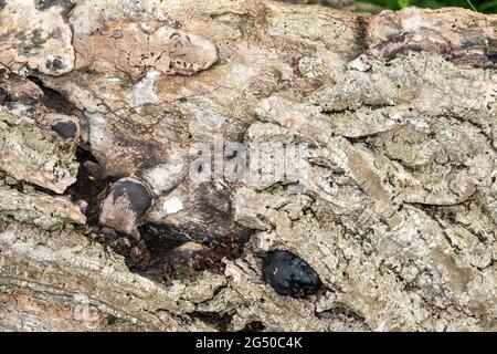 Gros plan de la texture de l'écorce externe d'un arbre pourri avec des nodules de champignons noirs Banque D'Images