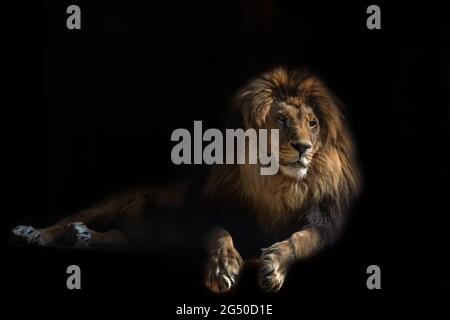 Portrait à partir d'un lion animal sur fond noir avec grandeur, calme, sérénité . Lion portrait haute qualité. Mise au point sélective Banque D'Images