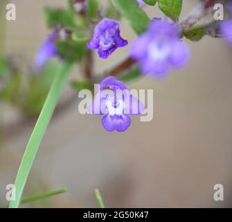 Fleur violette et blanche du petit basilic (acinos arvensis). Situé dans une forêt de pins dans la montagne Soria. Banque D'Images