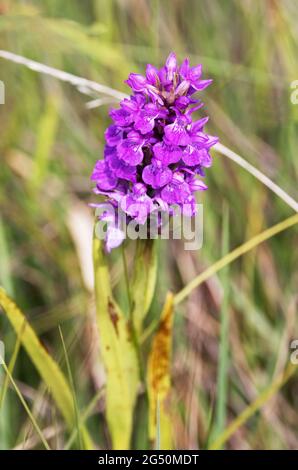 Orchid du marais précoce, Dactylorhiza incarnata, floraison dans un champ, Pembrokeshire Wales UK Banque D'Images