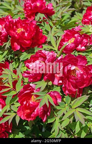 Pivoine rouge en fleurs, paeonia, dans le jardin Banque D'Images