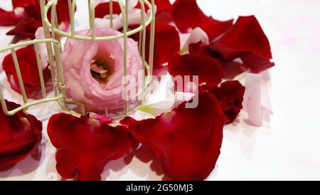 Gros plan d'une fleur rose en plein essor dans une petite cage à oiseaux, entourée de pétales de rose rouge. Avec la porte de la cage ouverte large. Banque D'Images