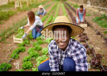 Agriculteur noir avec des partenaires méconnus qui récoltent de la laitue en plantation Banque D'Images