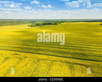 Vue sur un magnifique champ de colza à fleurs par drone, le jour ensoleillé du printemps. Prise de vue Quadrotor. Banque D'Images