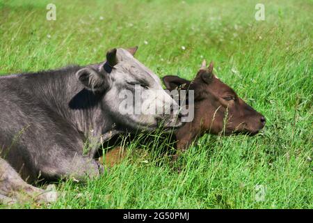 deux vaches dans le pâturage qui coulent se blottir l'une à l'autre Banque D'Images