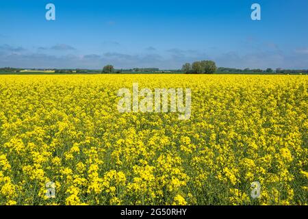 Champ de canola avec ciel bleu près de Parkentin, Allemagne. Banque D'Images