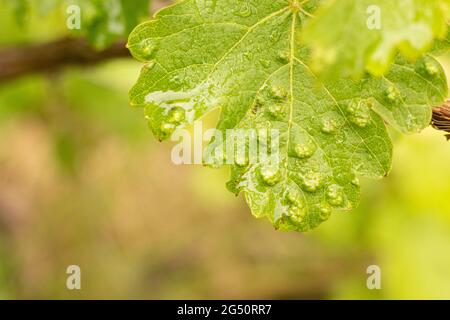 Des galettes sur une feuille de raisin endommagées par des acariens d'araignée dans un vignoble. Maladies de la vigne Banque D'Images