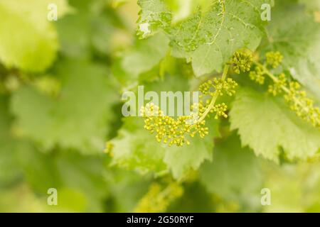 Jeunes petits pains de vigne fleuris sur un fond flou de feuilles de raisin Banque D'Images