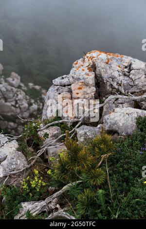 Des branches de genévrier sèches se trouvent à côté d'un jeune pin sur une montagne rocheuse, sur fond de brouillard foncé qui enveloppe la forêt. Forêt et montagnes dans le brouillard Banque D'Images