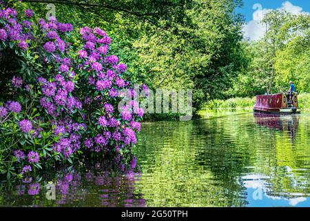 La barge River Wey et narrowboat naviguant en amont de Papercourt Lock avec du rhododendron sauvage bordant le calme ensoleillé River Wey navigation Surrey Royaume-Uni Banque D'Images