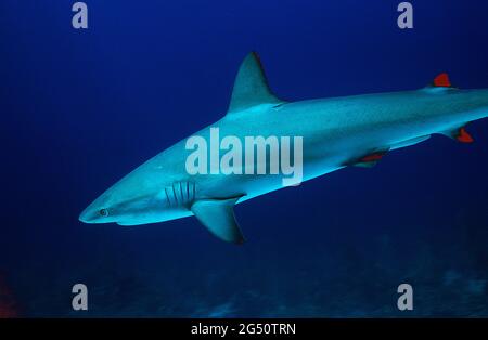 Requin de récif des Caraïbes, Nassau, Bahamas Banque D'Images