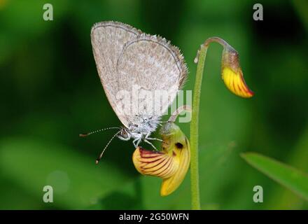 Papillon bleu-herbe (Zizina labradue) adulte reposant sur une fleur avec des ailes fermées sud-est Queensland, Australie Novembre Banque D'Images