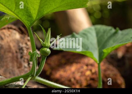 bourgeon de fleur de citrouille sur la plante Banque D'Images