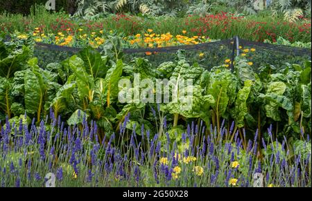 L'ALLOTISSEMENT Lavender Border & Marigolds mène à un filet de tunnel de patchs de légumes suisses Chard et à la bordure de fleurs jaunes Calendula 'Winter Sun' Banque D'Images