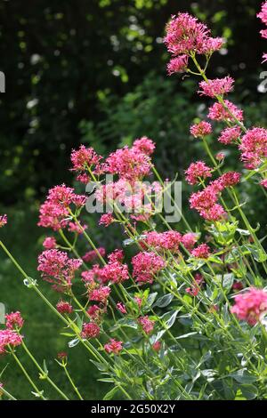 Les belles fleurs rouges d'été de Centranthus ruber en pleine croissance portes-à-terre dans un jardin naturel. Également connu sous le nom de valériane rouge ou de Saint-Valentin Banque D'Images