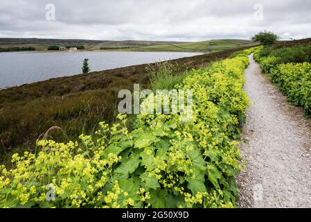 Alchemilla vulgaris (manteau de dame) réservoir Grimwith North Yorkshire Banque D'Images